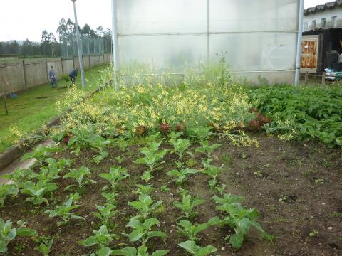 Várias plantações de espécies vegetais: batatal, couves, alfaces e abóboras. Tratamento por parte dos alunos da zona do pomar.